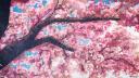 Discovery splash banner for Sakura Café 🌸 | VC Activo 24/7 • Social • Gaming • Amigos • Parejas • Español Discord server